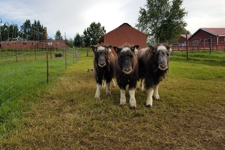 Guided Tour of Musk Ox Farm & Scenic Drive from Anchorage - Photo 1 of 6